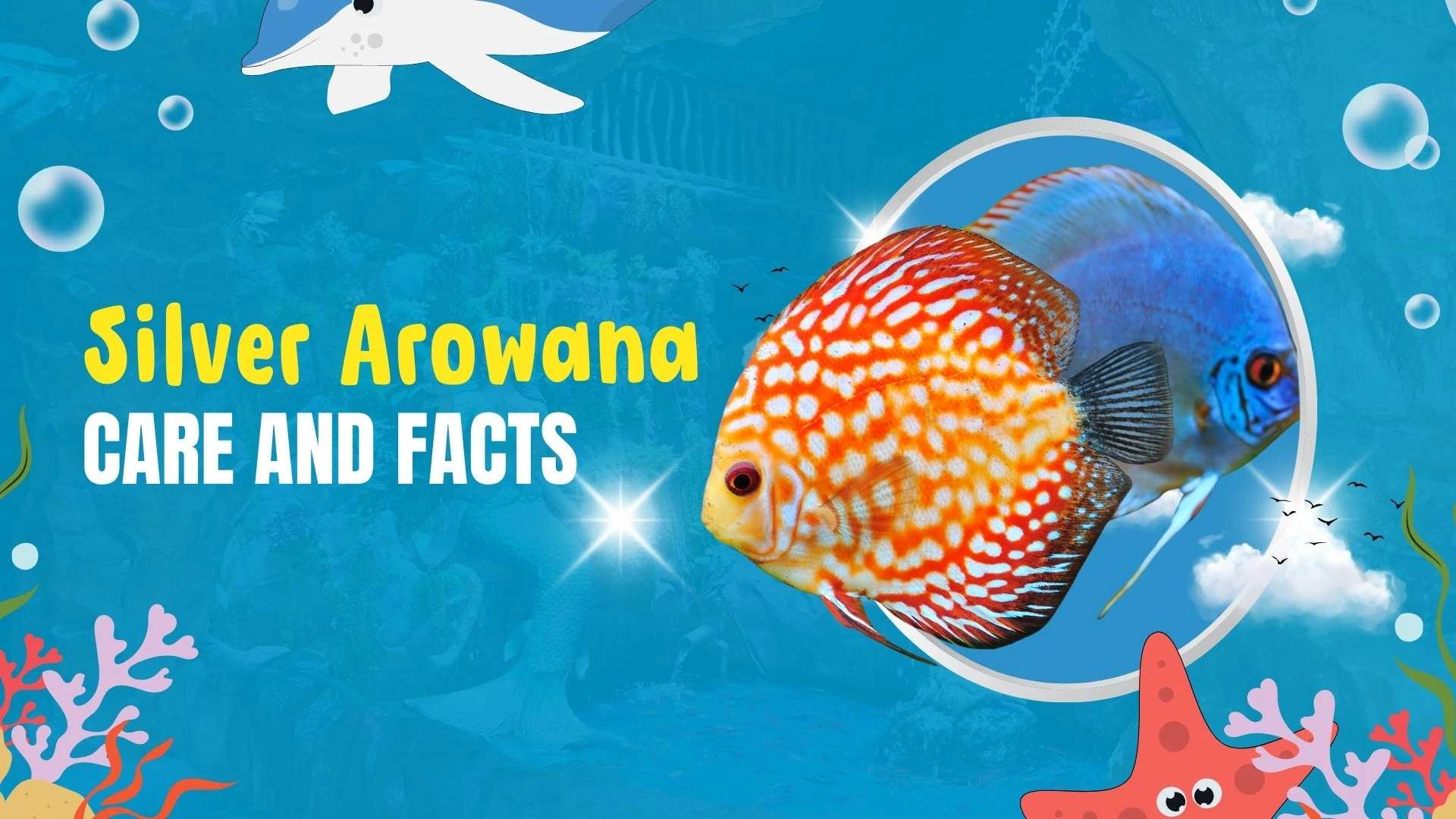 Silver Arowana Care and Facts Guide 2026